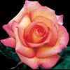 rosewater111